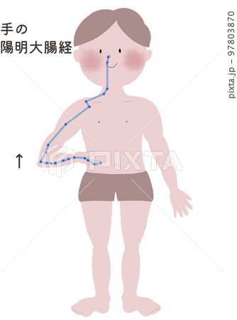 手の陽明大腸経の流注を男性の身体で表したイラスト 97803870