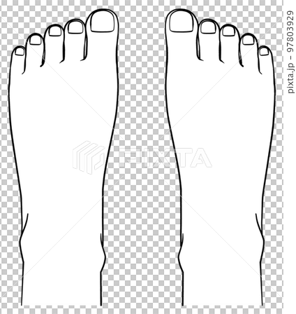 Illustration of the top of the foot seen from above 97803929