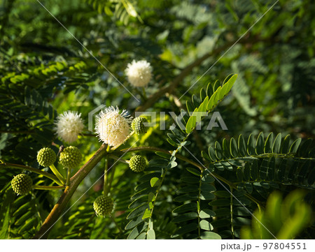green lush branches of levtsena with flowers and seeds.acacia. wallpaper 97804551