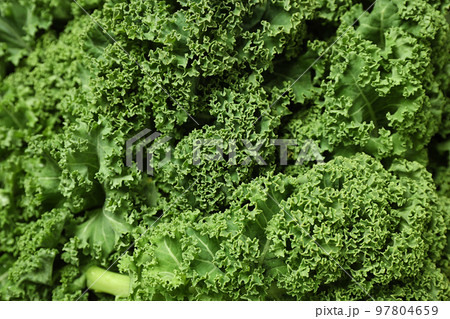 Fresh green kale leaves as background, closeup Fresh green kale leaves as background, closeup 97804659