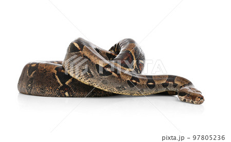 Brown boa constrictor on white background. Exotic snake 97805236