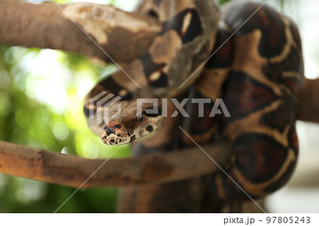 Brown boa constrictor on tree branch outdoors Brown boa constrictor on tree branch outdoors 97805243