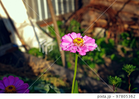 Cynia is elegant in the home garden. Cinnia 97805362