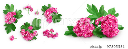 flower of hawthorn isolated on white background. Crataegus Pauls Scarlet. Top view. Flat lay 97805581