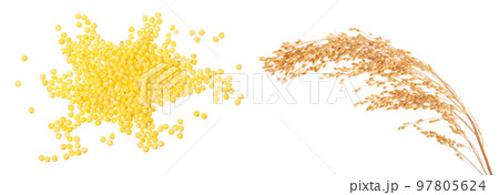 ear of millet isolated on white background ear of millet isolated on white background 97805624