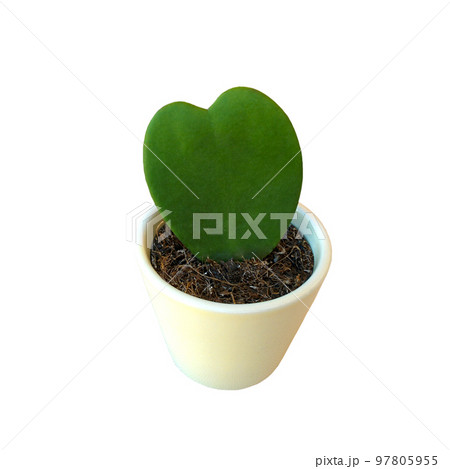 Hoya kerrii Craib in pot isolated on white background. Green fresh heart-shaped leaf. Hoya kerrii Craib in pot isolated on white background. Green fresh heart-shaped leaf. 97805955