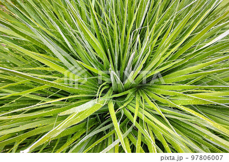 Pattern of green fresh leaf Yucca with water droplets. 97806007