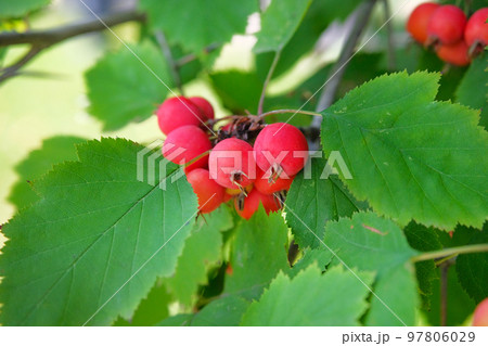 Sweet and juicy red paradise apples hanging on a tree in garden. Cultivation of organic fruits. 97806029