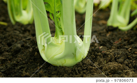 Kohlrabi young harvest field bio turnip white tuber detail ripe greenhouse foil farm farming harvesting root crop German garden organic Brassica oleracea gongylodes fresh vegetable Kohlrabi young harvest field bio turnip white tuber detail ripe greenhouse foil farm farming harvesting root crop German garden organic Brassica oleracea gongylodes fresh vegetable 97806073