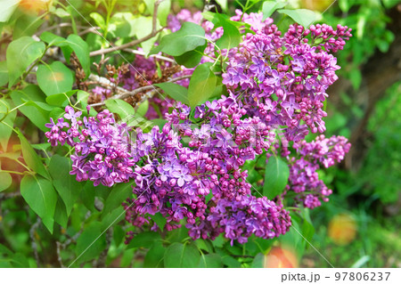 Lilac flowers blooming with violet petals signaling spring has come. Purple romantic landscape, closeup. Selective focus. 97806237