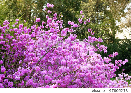 Rhododendron is blooming in arboretum, close up. Purple gentle flowers is growing in city park. Landscaping and decoration in springtime season. Rhododendron is blooming in arboretum, close up. Purple gentle flowers is growing in city park. Landscaping and decoration in springtime season. 97806258