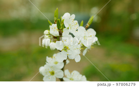 Plum flower blossom spring growing Prunus domestica tree orchard homegrown, wind in branches and leaves bloom garden blossoming farm flowering leaf green bred in Germany, Czech Europe Plum flower blossom spring growing Prunus domestica tree orchard homegrown, wind in branches and leaves bloom garden blossoming farm flowering leaf green bred in Germany, Czech Europe 97806279