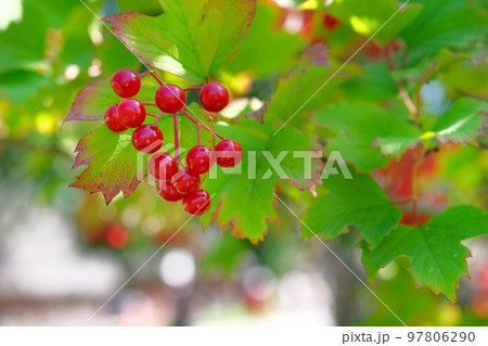 Red viburnum branch in garden. Viburnum berries and leaves outdoor in autumn. Bunch of red viburnum berries on a branch. 97806290