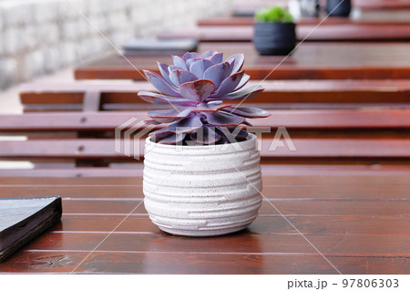 Pot with purple succulent flower on wooden table of outdoor street cafe. 97806303