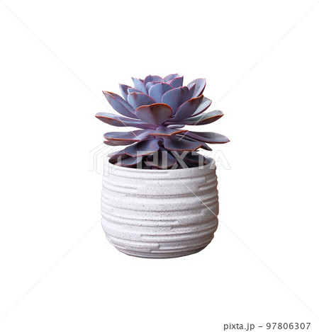 Purple succulent house plant in white pot isolated on white background. 97806307