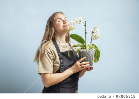 Brunette gardener woman in an apron smelling orchid in pot on blue background Brunette gardener woman in an apron smelling orchid in pot on blue background 97806519