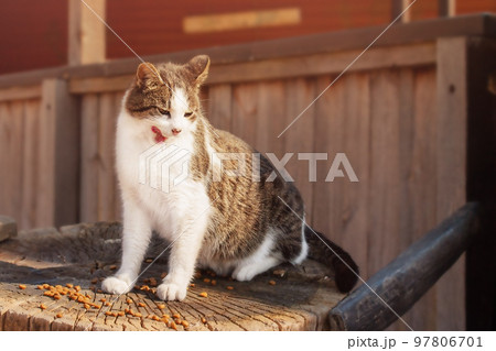 A gray and white cat eats dry food on a stump. Animal feeding. A gray and white cat eats dry food on a stump. Animal feeding. 97806701