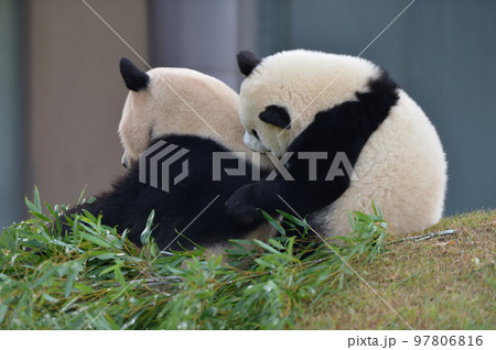 良浜ママの背中をかじる結浜 97806816