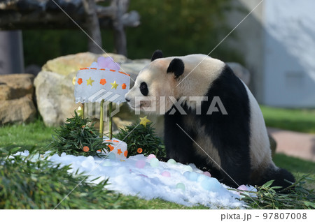 氷のケーキに興味を示す桃浜 氷のケーキに興味を示す桃浜 97807008