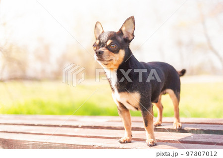 A chihuahua is standing on a bench. Animal portrait, mini breed dog. 97807012