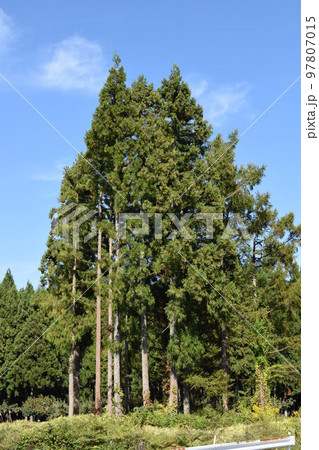 スギの木 針葉樹林 97807015