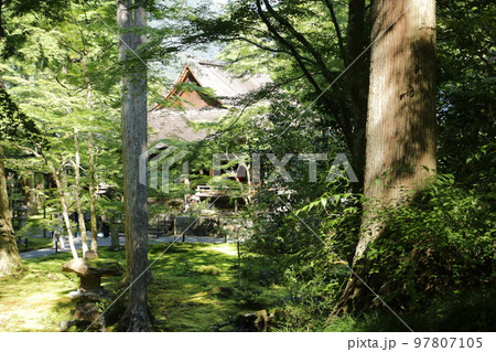 苔むす大原三千院に建つ往生極楽院 97807105