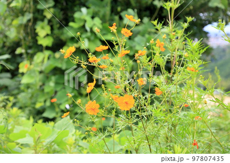 キバナコスモスの花 97807435