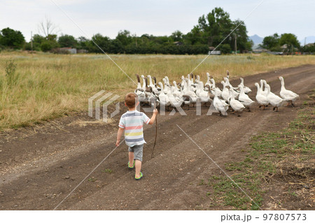 A boy graze white goslings on the farm 97807573