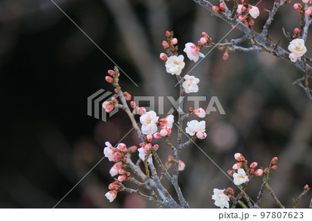 鎮国寺の梅 鎮国寺の梅 97807623