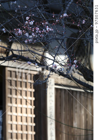 鎮国寺の梅 鎮国寺の梅 97807631