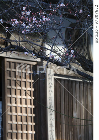 鎮国寺の梅 鎮国寺の梅 97807632