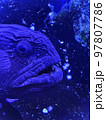 オオカミウオ 97807786