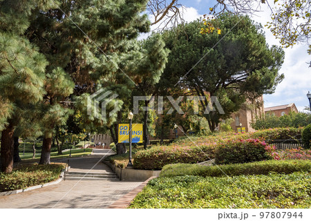 Los Angeles, USA. September 20, 2022. Tranquil view of empty footpath amidst lush plants and trees growing in campus of UCLA during sunny day 97807944