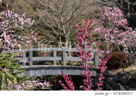 梅林の春 梅林の春 97808047