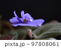 一輪咲いたセントポーリアの青い花 97808061