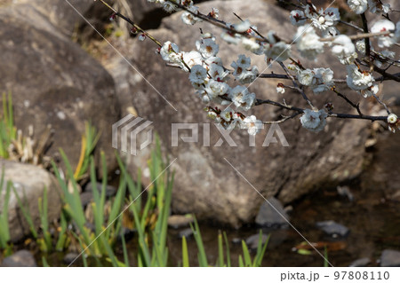 梅林の白梅 梅林の白梅 97808110