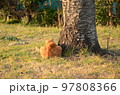 桜の木の横に座る茶色の猫の後ろ姿 97808366