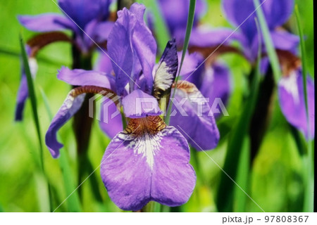 アヤメの花びら 97808367