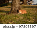 桜の木の根元に座り眠る茶寅猫 97808397