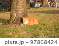 桜の木の根元に座り眠る茶寅猫 97808424