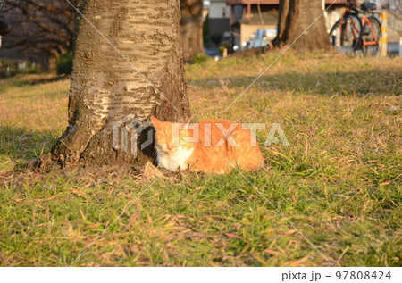 桜の木の根元に座り眠る茶寅猫 97808424
