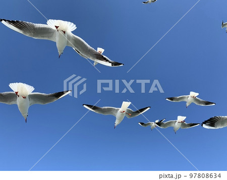 渡り鳥 97808634