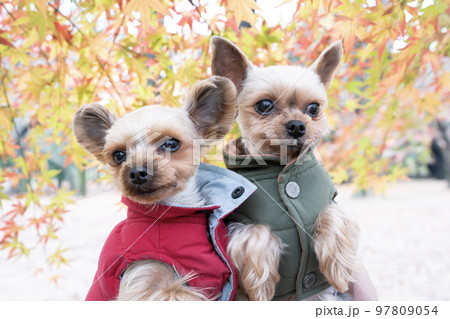 紅葉と2匹のヨークシャテリア 97809054