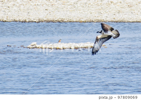 秋の川岸のミサゴとカワセミは共に川魚を狙う 秋の川岸のミサゴとカワセミは共に川魚を狙う 97809069
