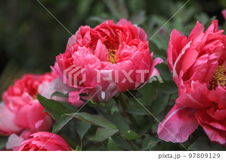 筥崎宮花庭園の冬牡丹 97809129