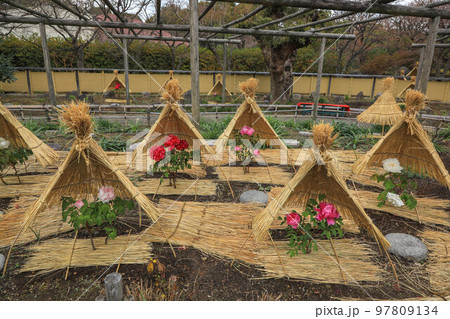 筥崎宮花庭園の冬牡丹 筥崎宮花庭園の冬牡丹 97809134