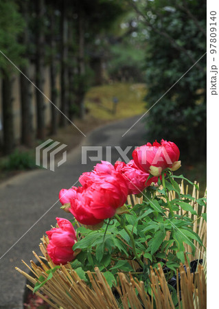 筥崎宮花庭園の冬牡丹 97809140