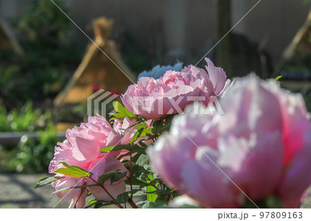 筥崎宮花庭園の冬牡丹 97809163