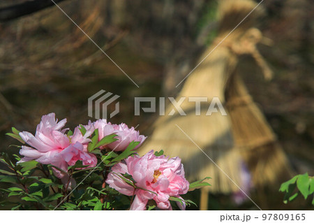 筥崎宮花庭園の冬牡丹 97809165