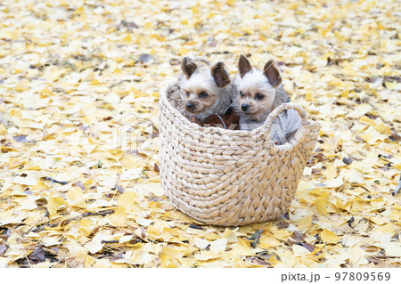 秋の公園でカゴに入った2匹のヨークシャテリア 秋の公園でカゴに入った2匹のヨークシャテリア 97809569